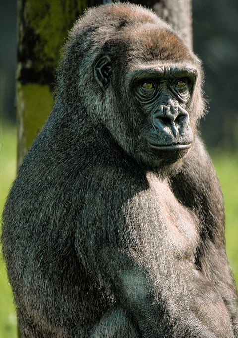 Gorilla 12