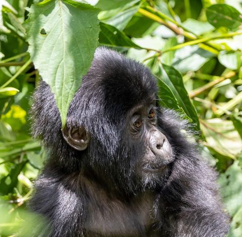 Gorilla 14