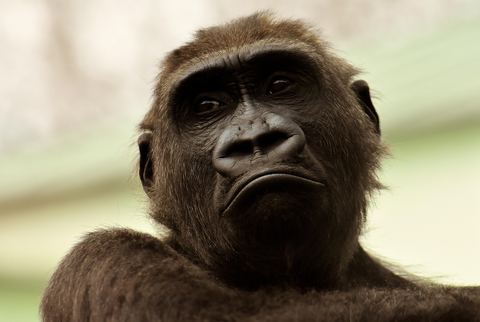 Gorilla 16
