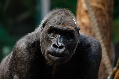 Gorilla 17