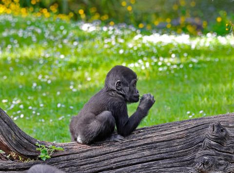 Gorilla 18