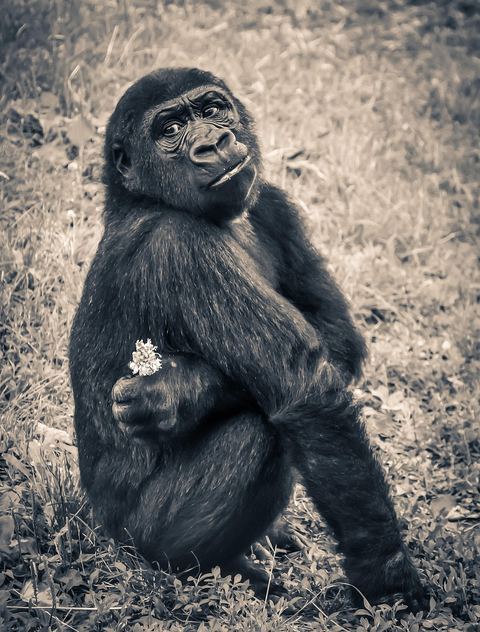 Gorilla 19