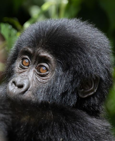 Gorilla 21