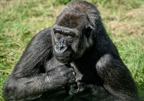 Gorilla 22