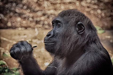 Gorilla 23