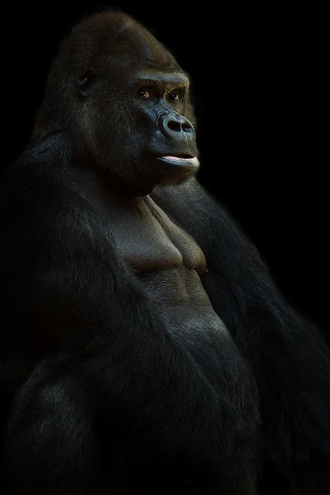 Gorilla 24