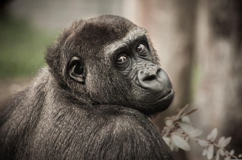 Gorilla 25