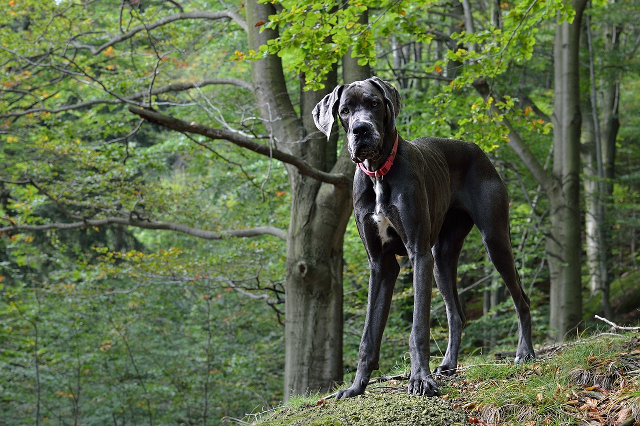 Gran danes