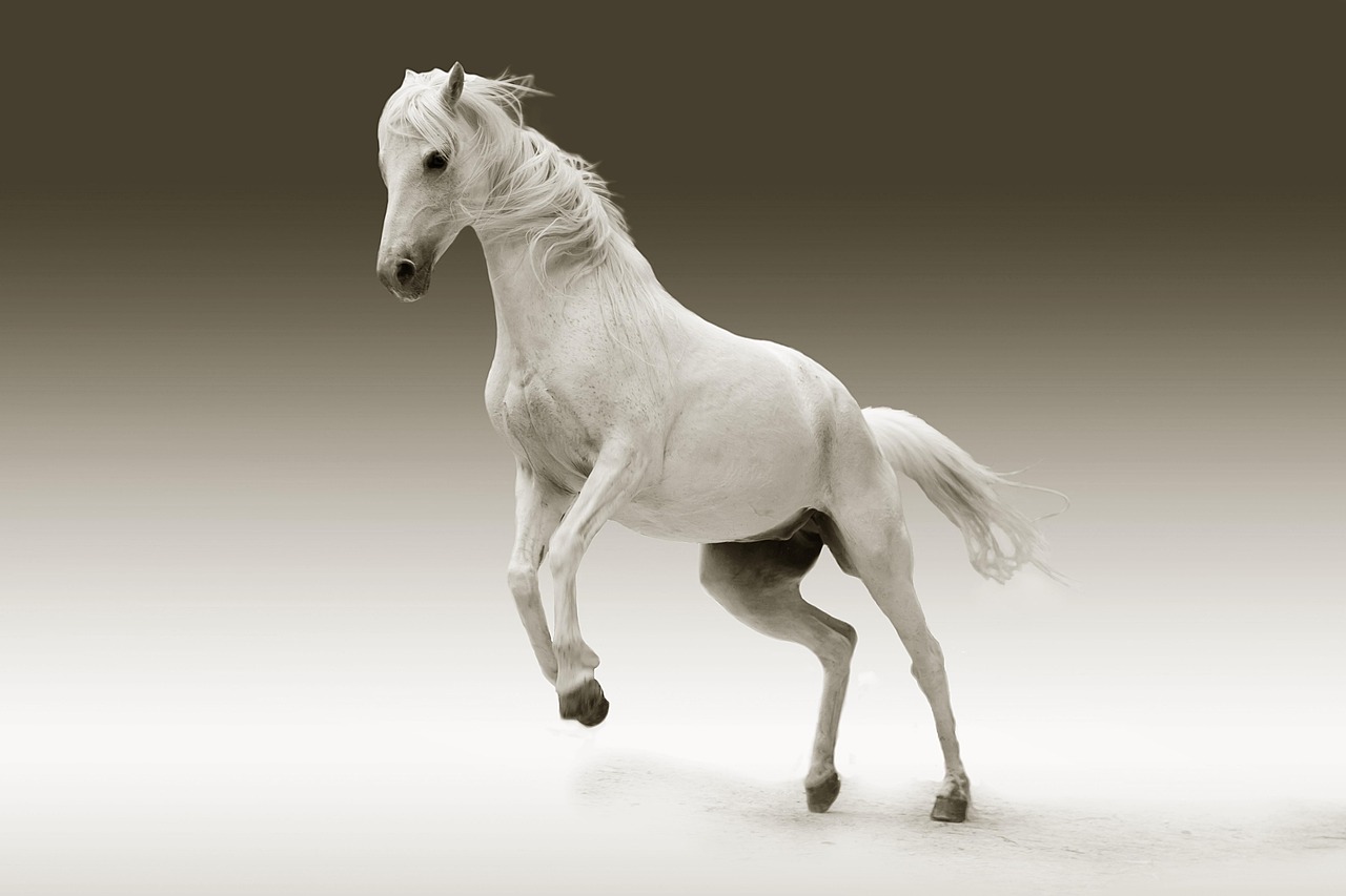 Caballo