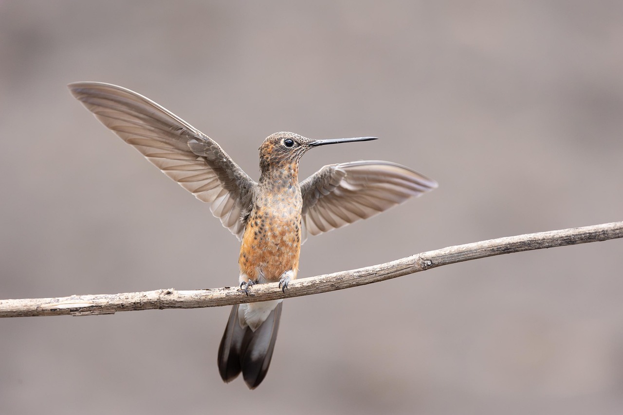 Colibri de garganta rubi