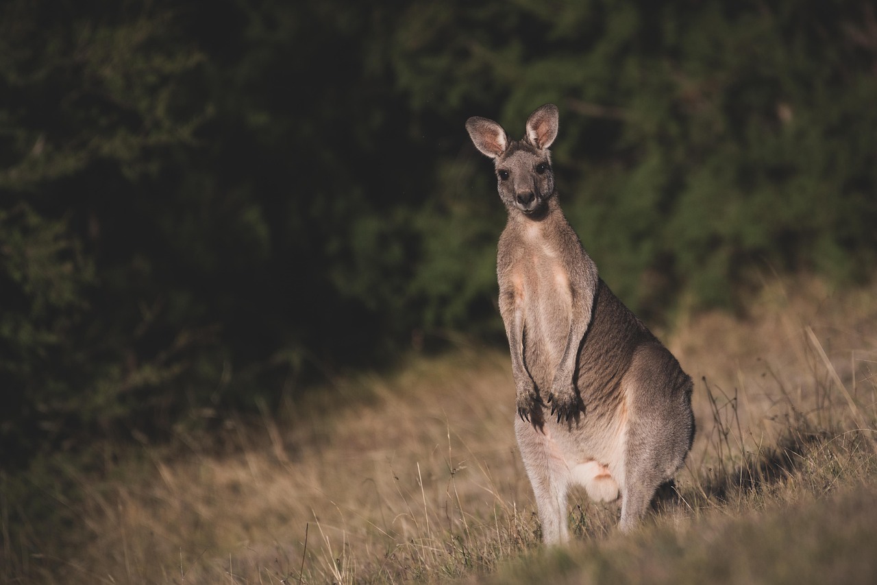 Marsupiales