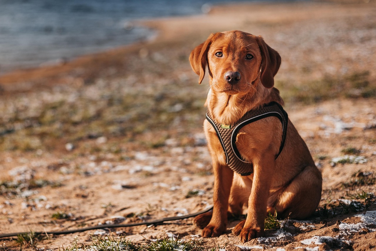 Razas de Perros
