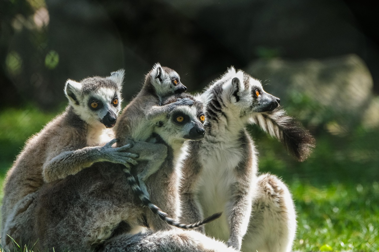 Lemur