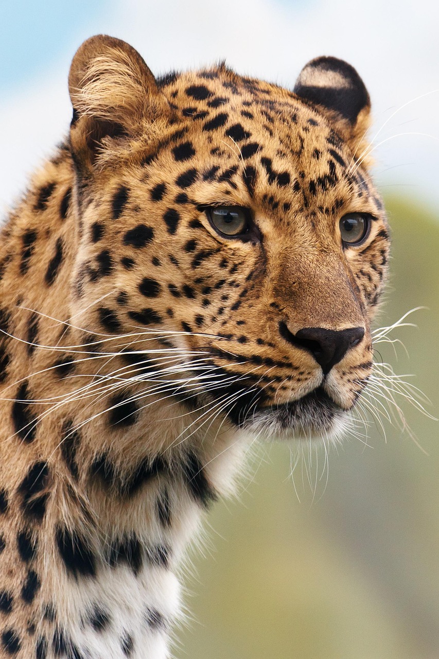 Leopardo