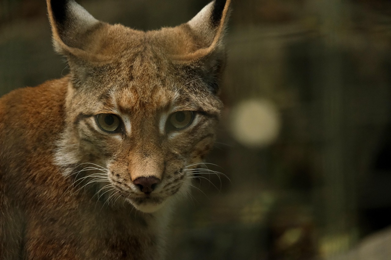 Lince Euroasiatico