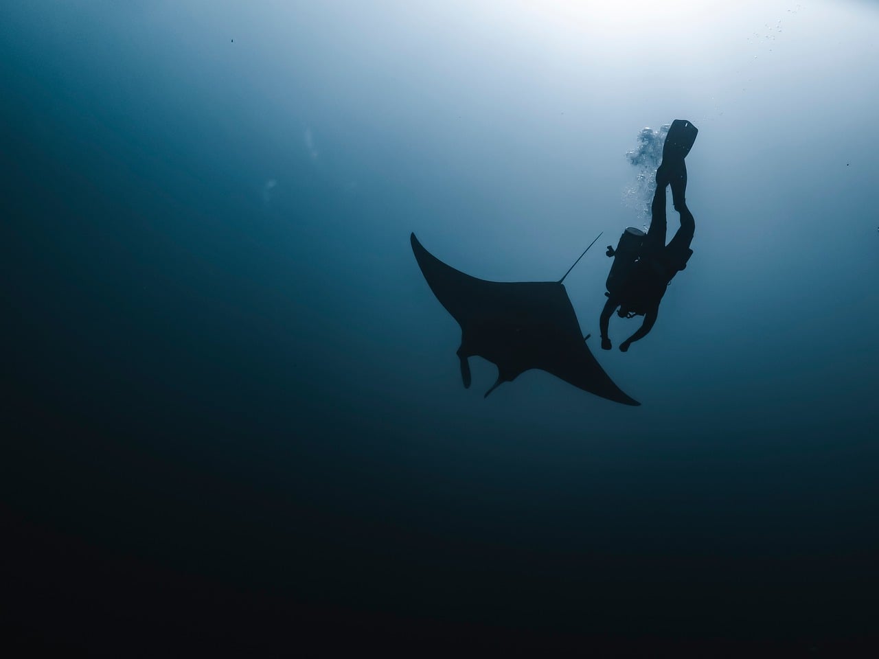 Mantarraya