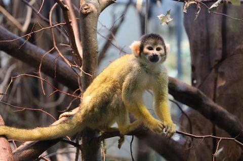Monkey 2