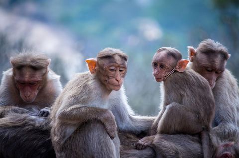 Monkey 3