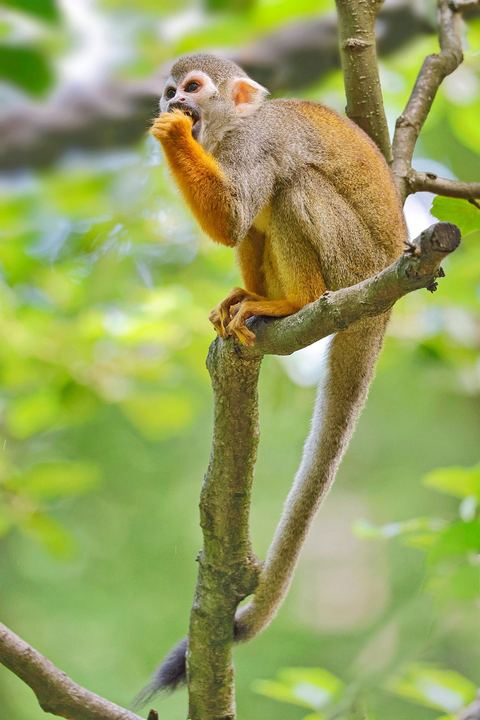 Monkey 4
