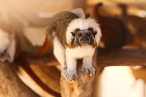 Monkey 5