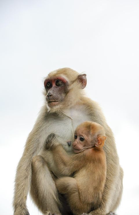 Monkey 7