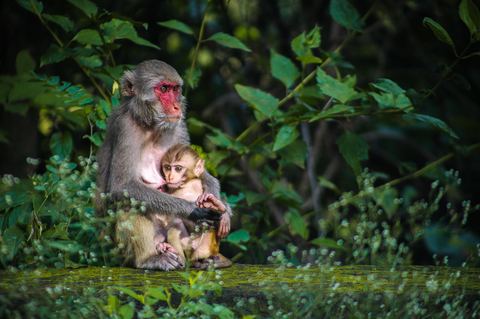 Monkey 8