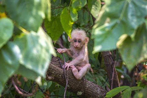 Monkey 9