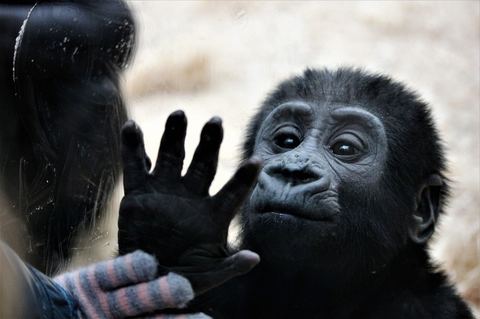 Monkey 10