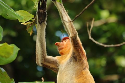 Monkey 11