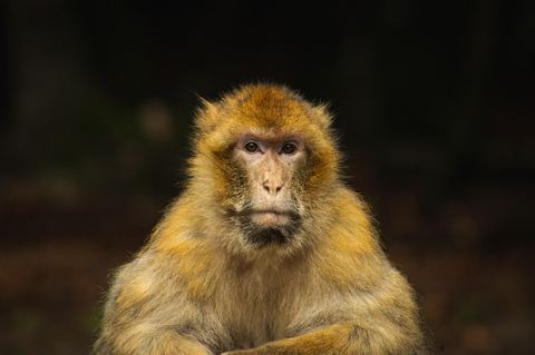 Monkey 12