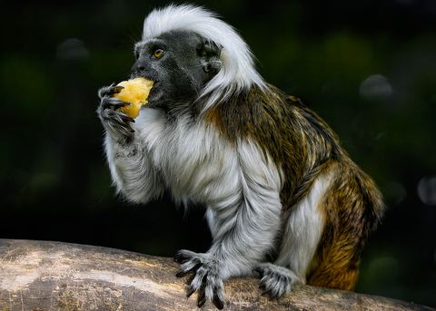 Monkey 13