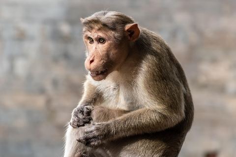 Monkey 14