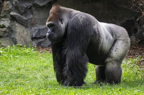 Monkey 15