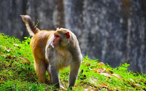 Monkey 16