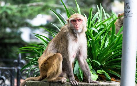 Monkey 17