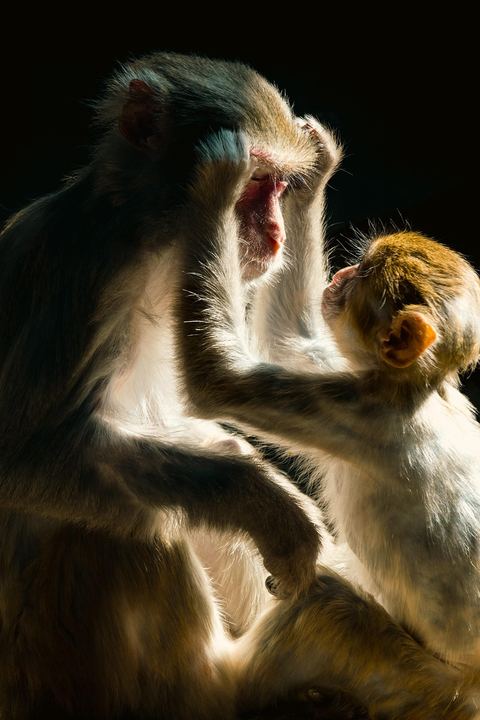 Monkey 18