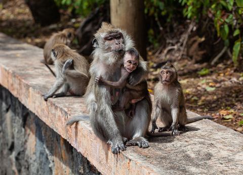 Monkey 19