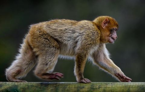 Monkey 20