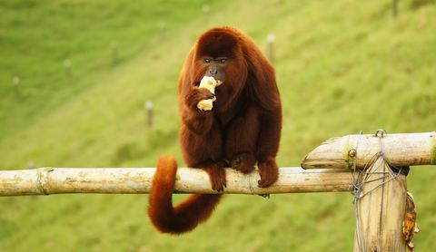 Monkey 22