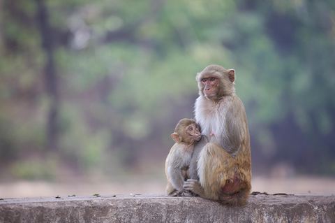 Monkey 23
