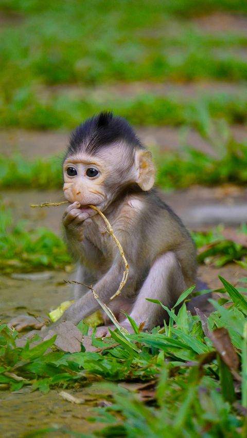 Monkey 24