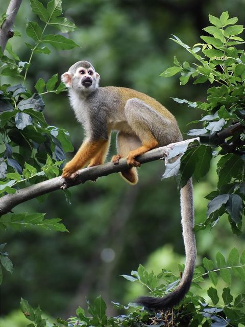 Monkey 25