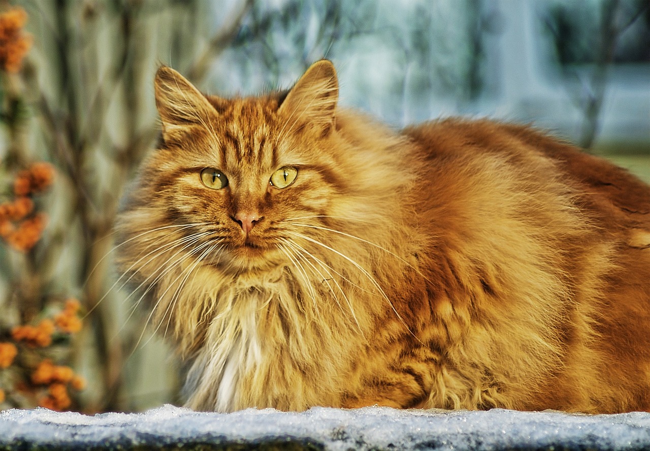 Gato del bosque de Noruega