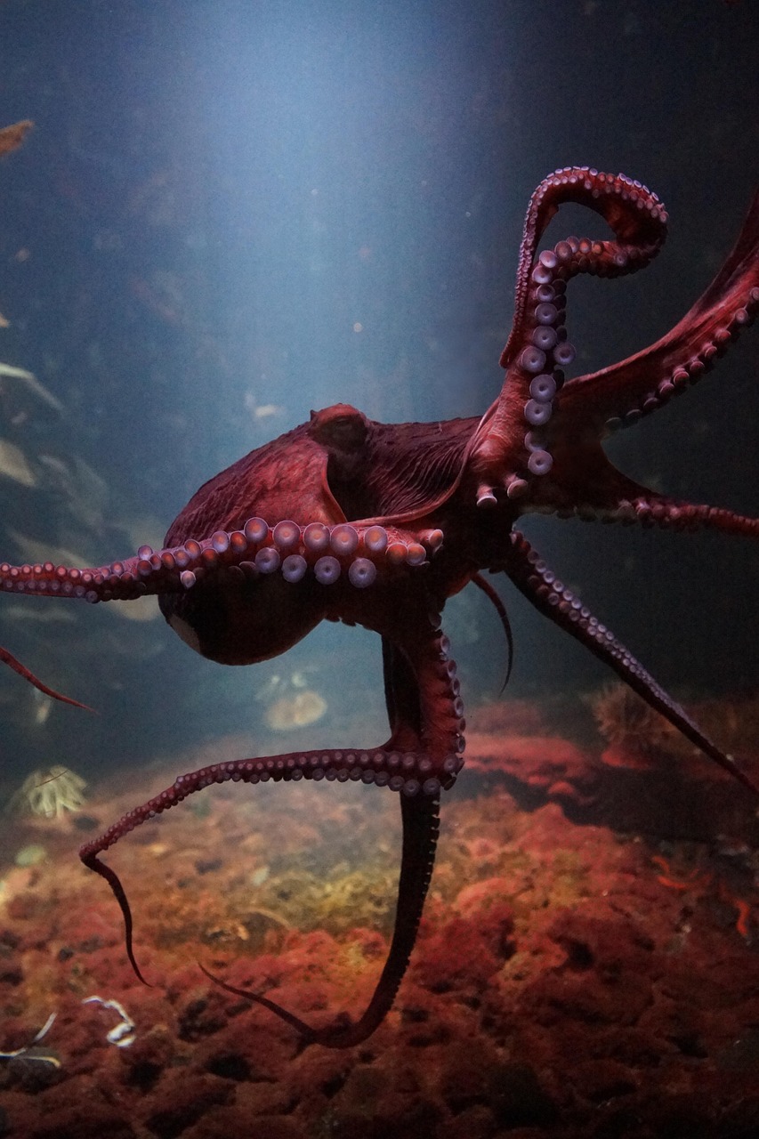 Pulpo
