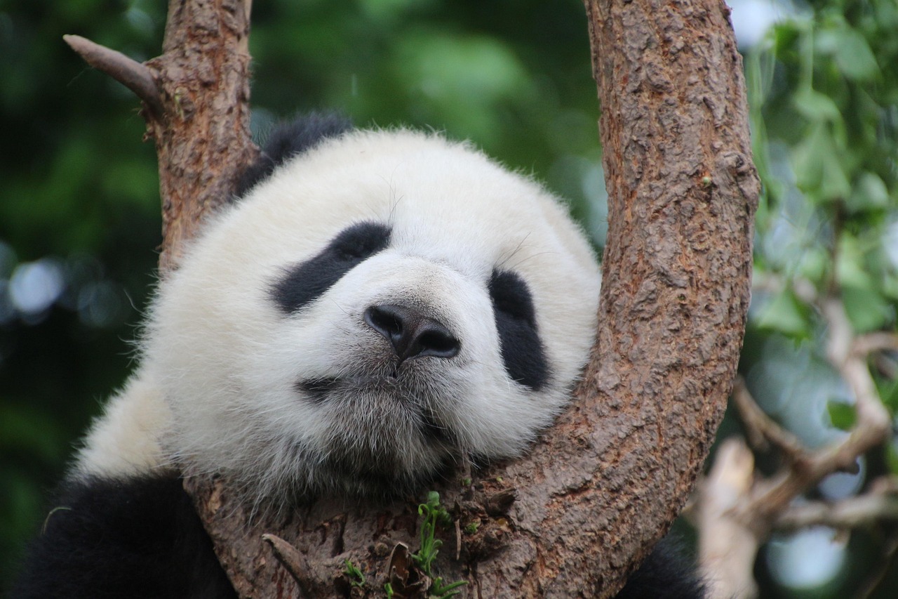 Oso panda
