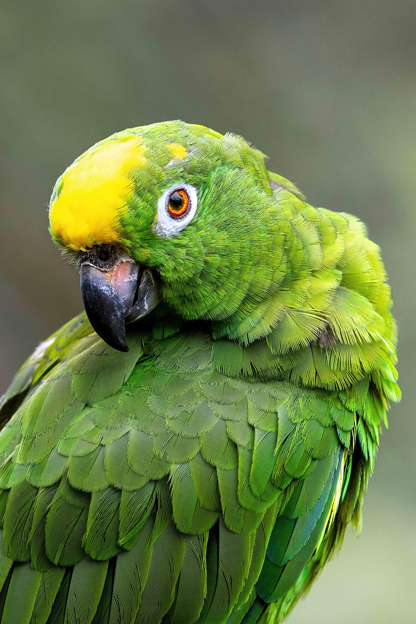 Aves