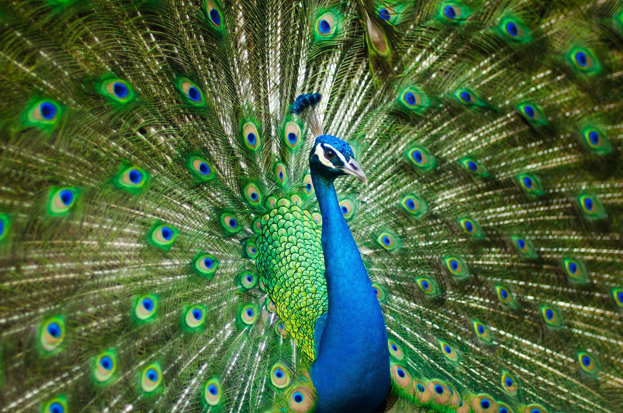 Pavo real de la India