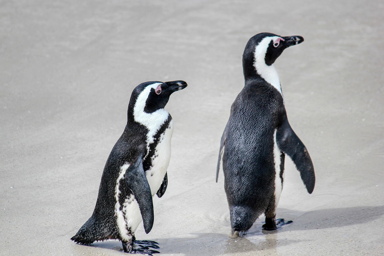Pinguino