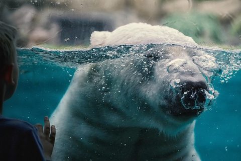 Polar Bear 2