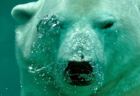 Polar Bear 7